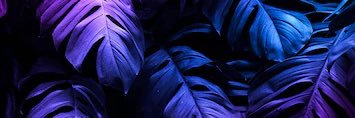 ZeiiKo banner