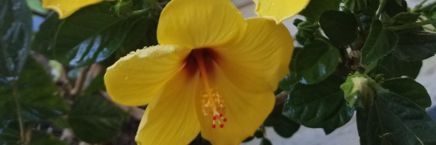 DougieSapp's profile banner image