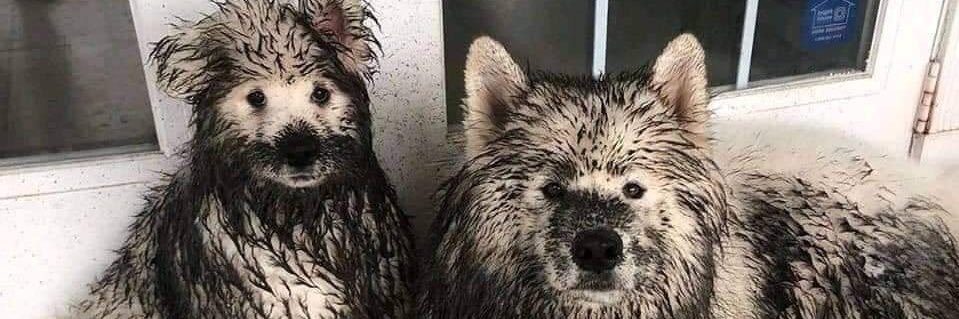 Watachiwa Himawari des banner