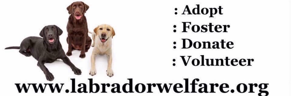 LabradorWelfare's profile banner image