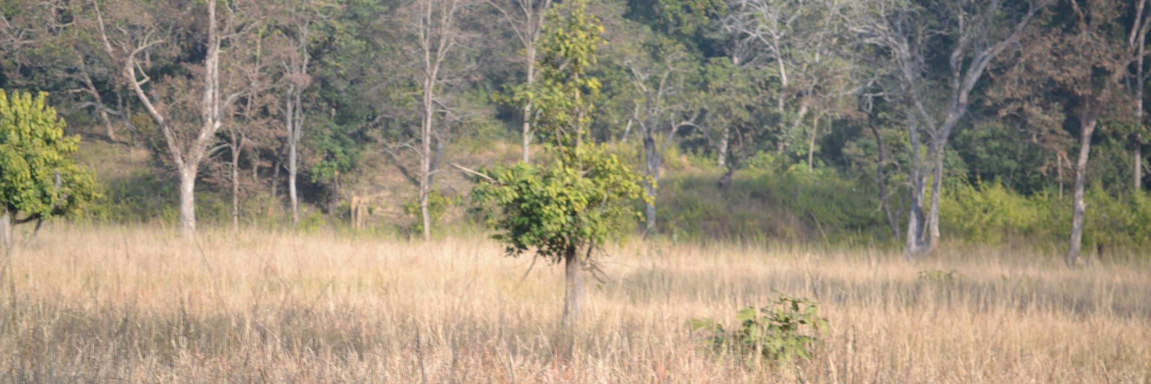 amaniifm's profile banner image