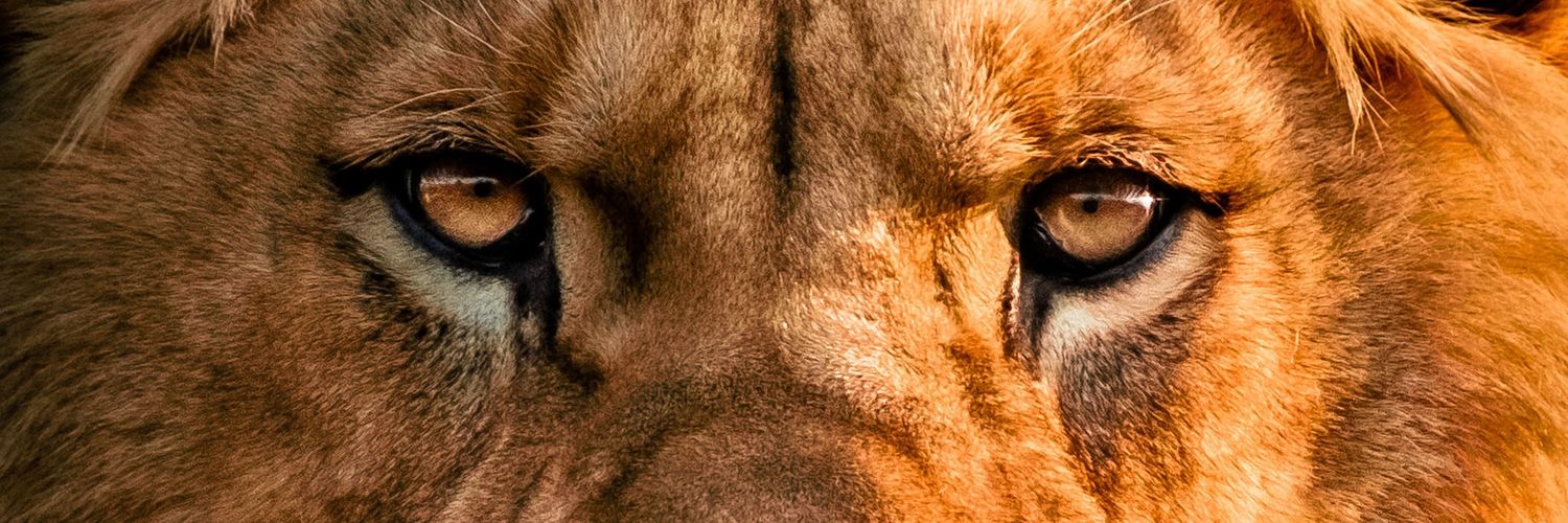 Sir_ery's profile banner image