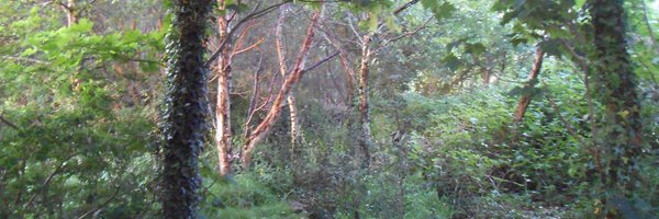pondsntrees Profile Banner