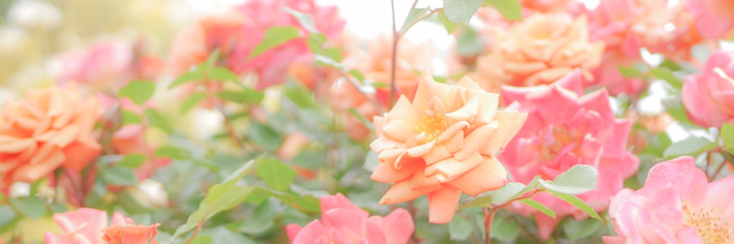 沢木(さわちゃん)@5/5 東２と58a 5/6 西１エ12b banner