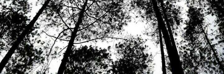 tendycorpse's profile banner image