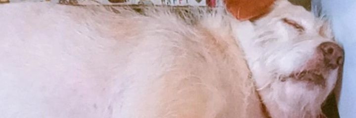 viboraaa_'s profile banner image