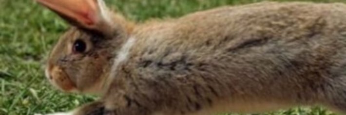 BunWithMemes's profile banner image