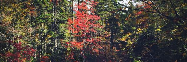 jessbidgood Profile Banner