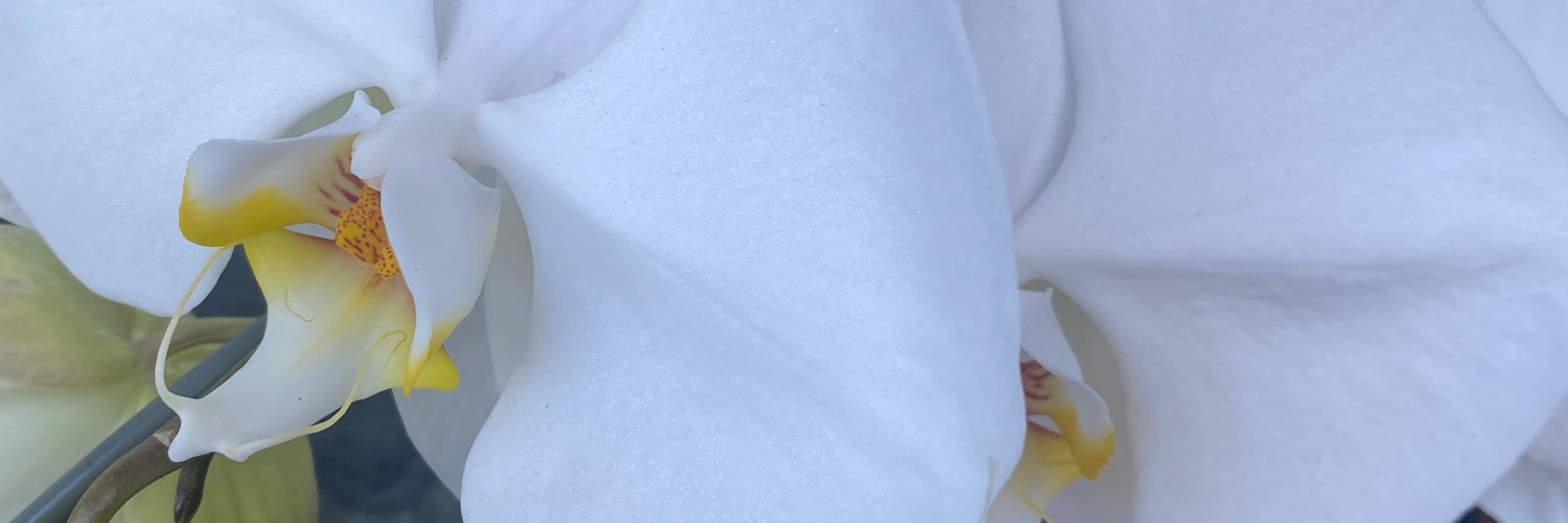 Jabibe51's profile banner image
