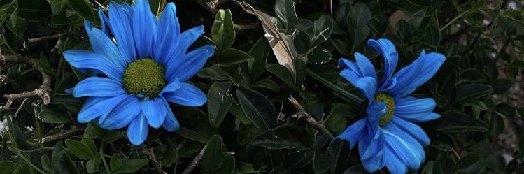 luaraceli_'s profile banner image