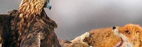 zygarlov's profile banner image