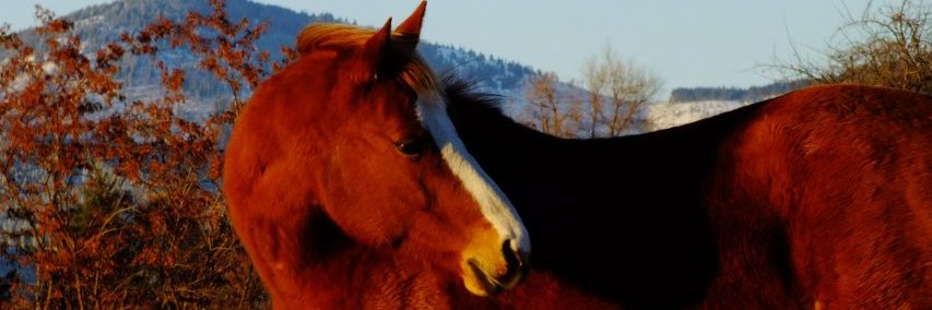 Kyle the Photographer/Carpenter/Security Man banner