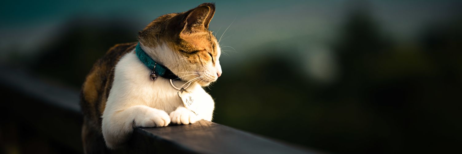ownmeow's profile banner image