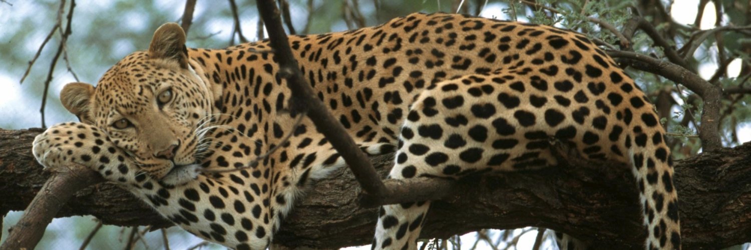 Leopard_Lady banner