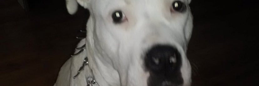 CookieMonsta_ banner