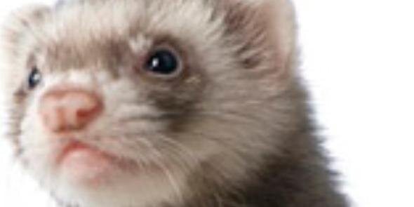 chantodhan's profile banner image