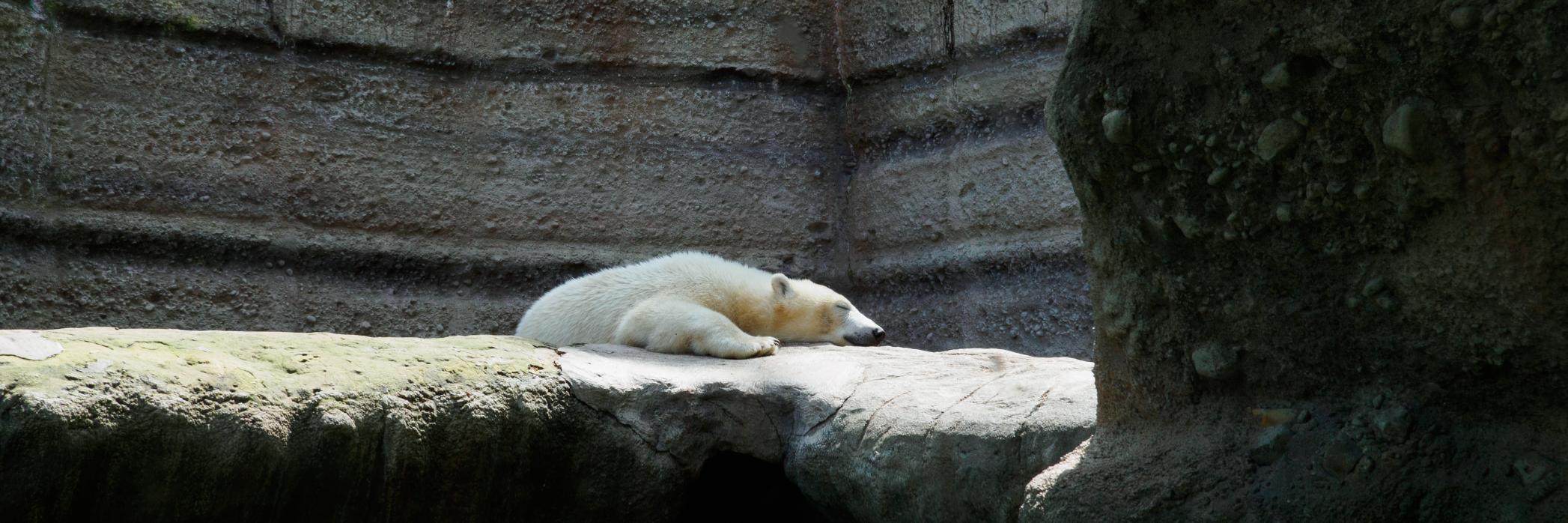 Simon Praetorius banner