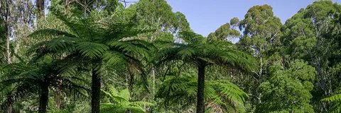 jungleuser🧪 banner