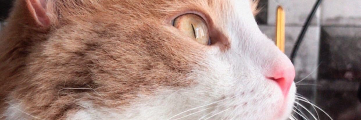 bursiin's profile banner image