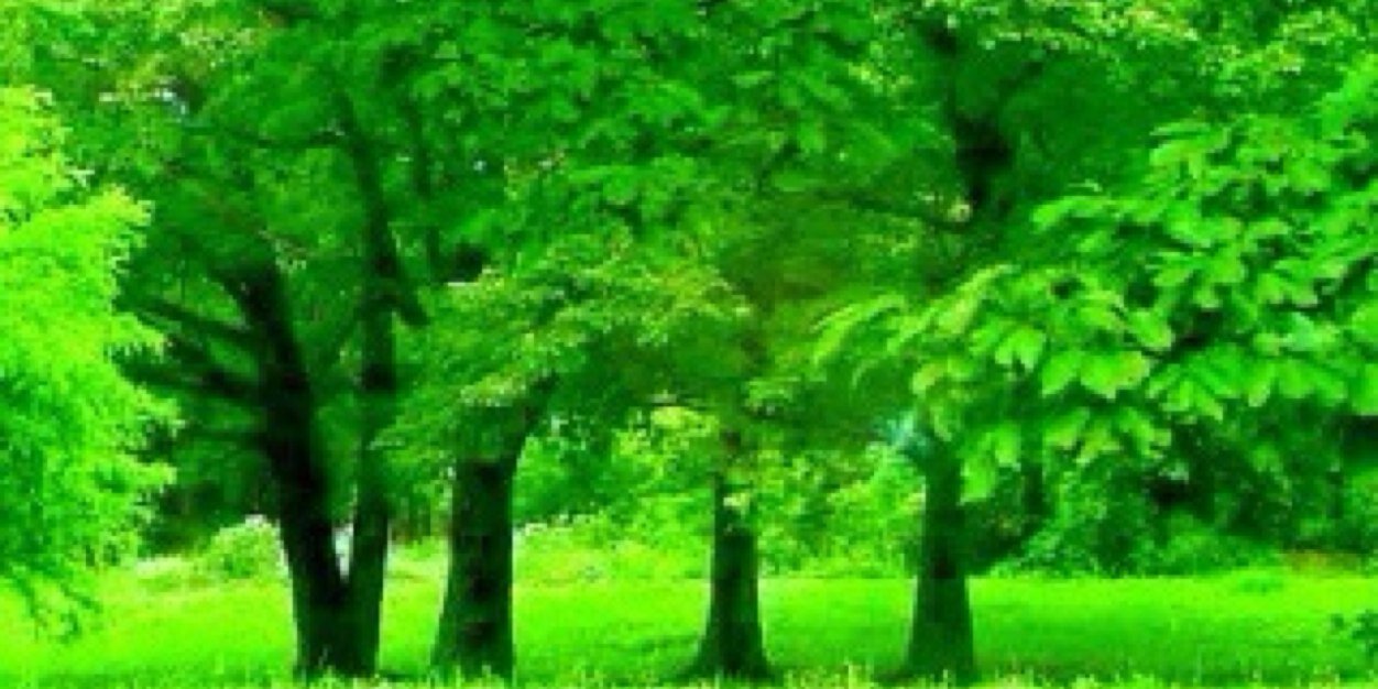 さわやん banner