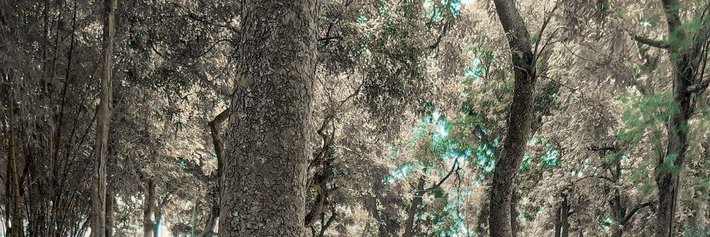 mach vy banner