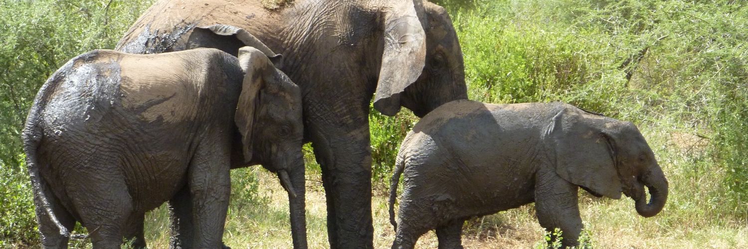 Tembo488's profile banner image