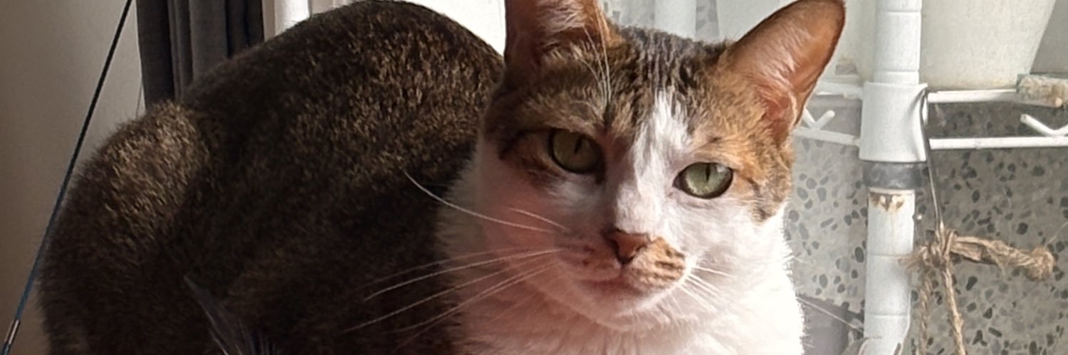 snow_cat3377's profile banner image