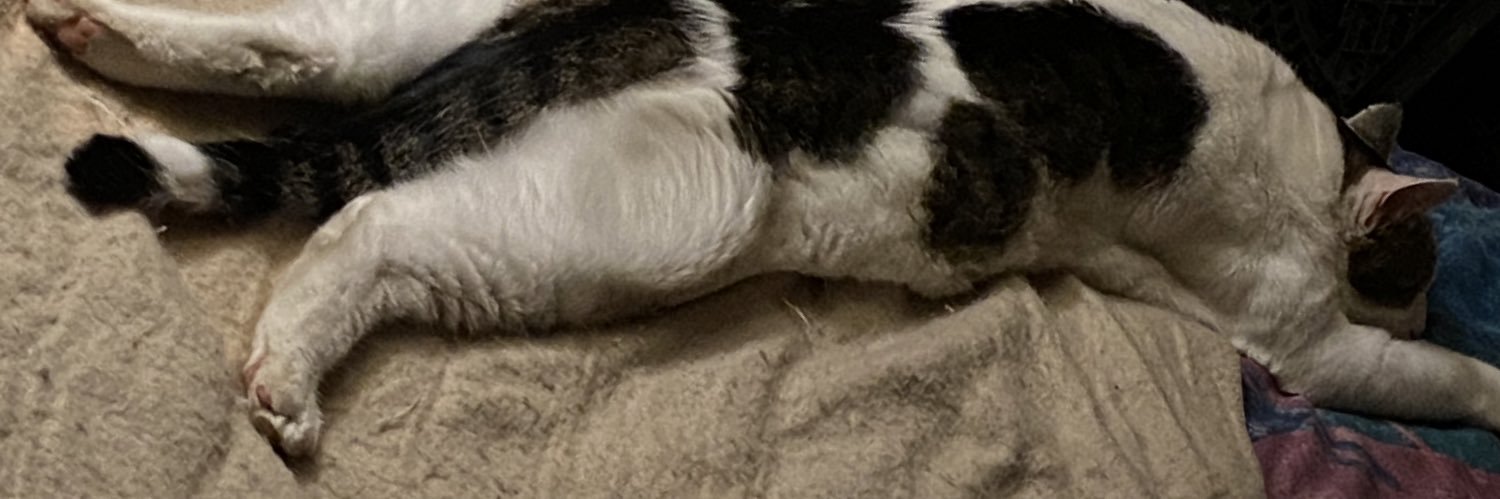 Monkey TheCat banner
