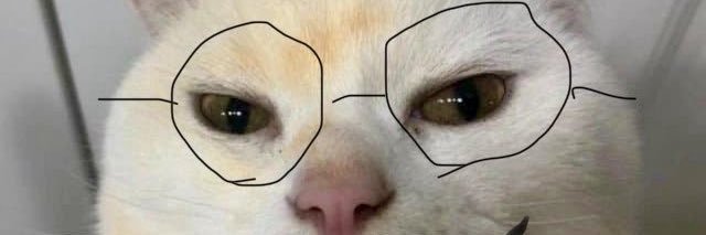 DogeLove44's profile banner image