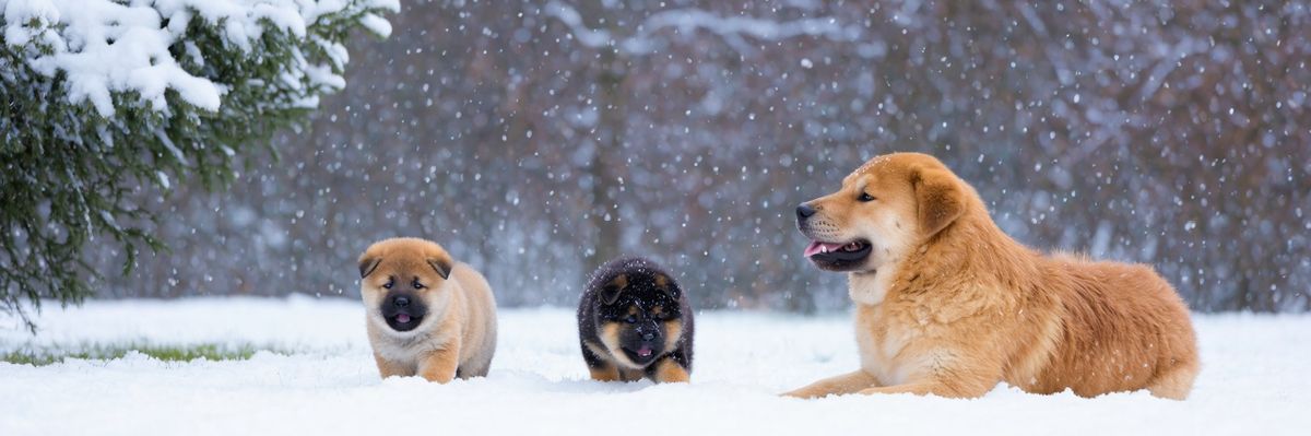 𝕿.𝕿.𝖁𝖎𝖑𝖐𝖘 &𝕮𝖔 banner