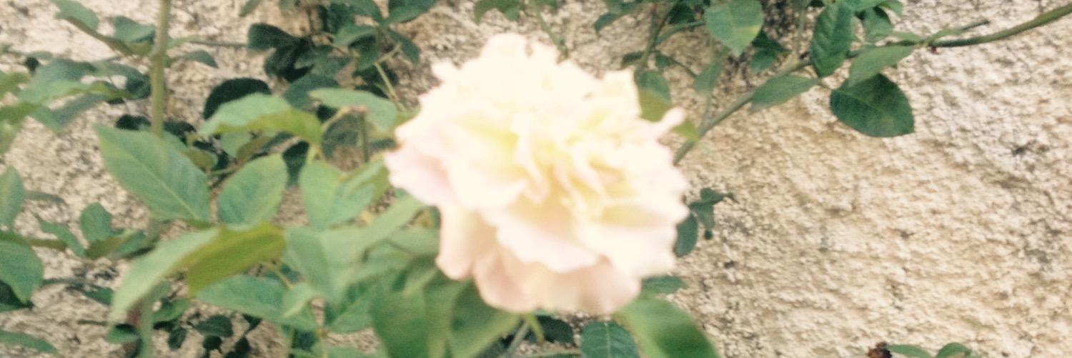 sfpsrosa's profile banner image