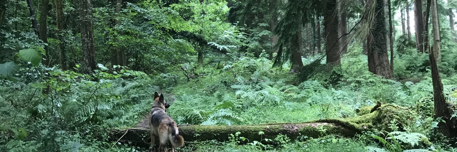 Donal C Collins banner