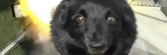 Notafurryonhere banner