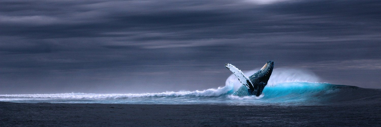 Whale - For whales, by whales. banner