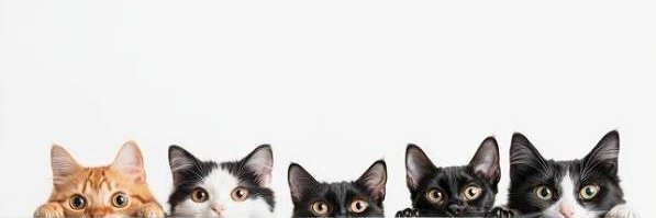 0xtardio's profile banner image