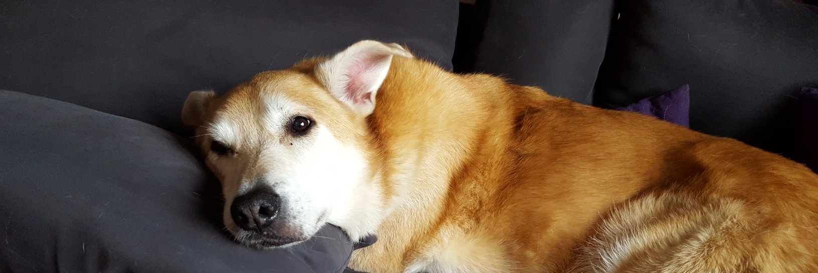 Mike van Riel - @mvriel@mastodon.social banner