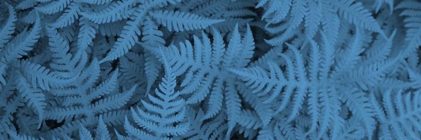 NZ Womens Lacrosse banner