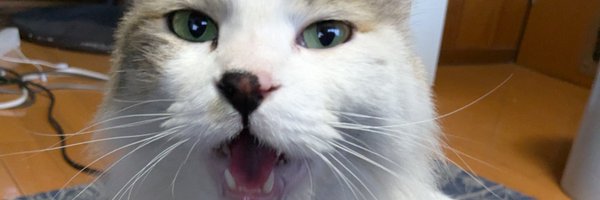 Torowa_No3 Profile Banner