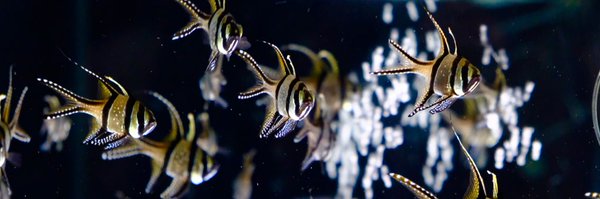 arailly_ Profile Banner