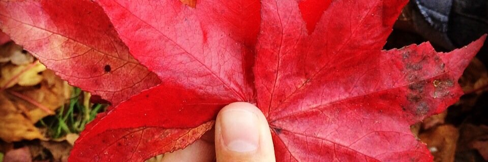 Shaa88's profile banner image