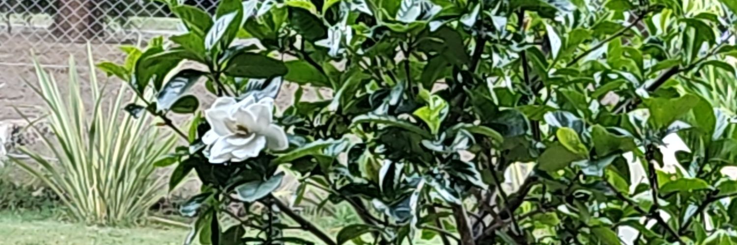 MSilG's profile banner image