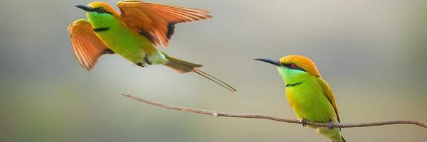 rubbio_di Profile Banner