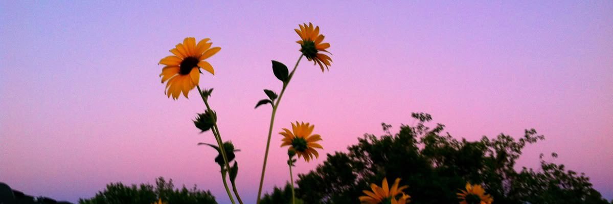 castellfig's profile banner image