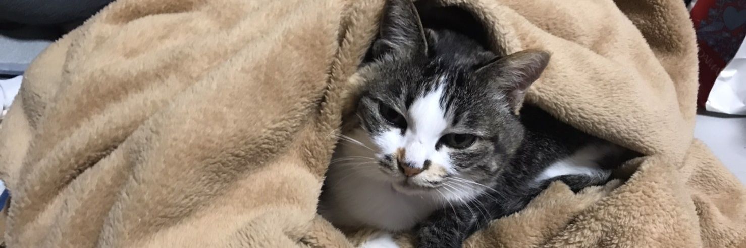 iitailcat's profile banner image