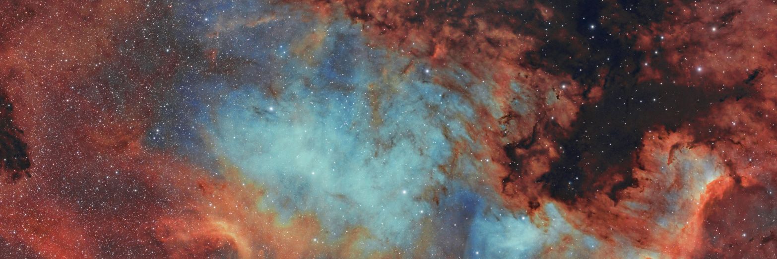 Hedgehog 💫 banner