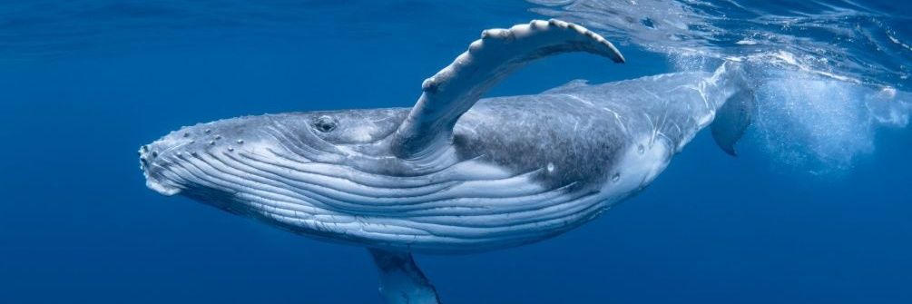 Director Bluee.base.eth 🐳 banner