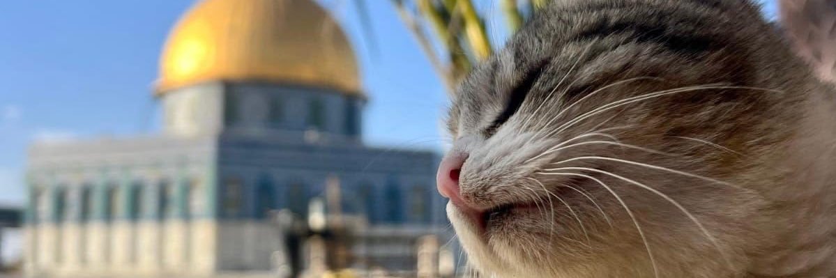 🍉🍉#free_palestine banner