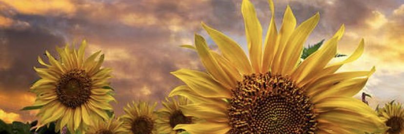 Army_of_her's profile banner image