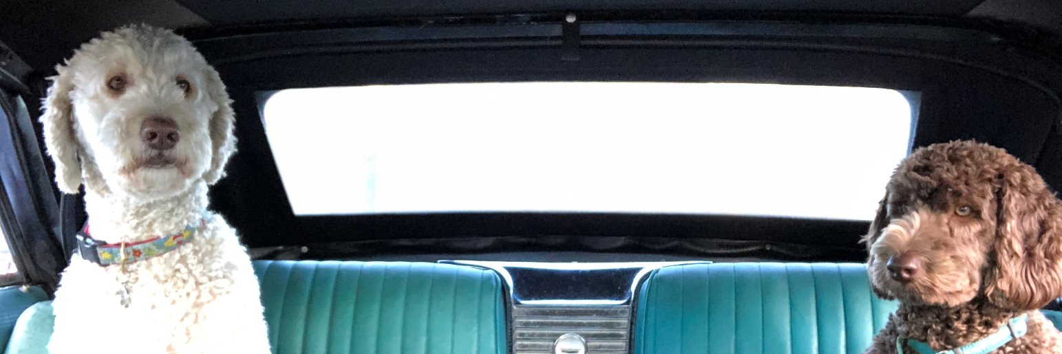 Felicity Seidel banner