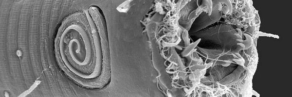 CambrianOddity Profile Banner